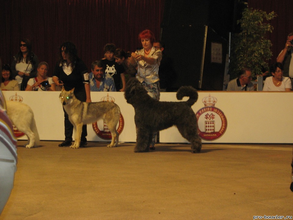 International Dog Show in Monaco
