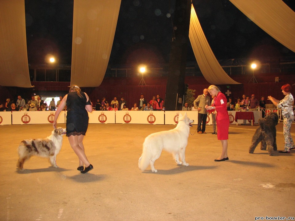 International Dog Show in Monaco